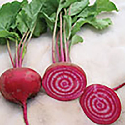 Beets and carrots: what you need to succeed